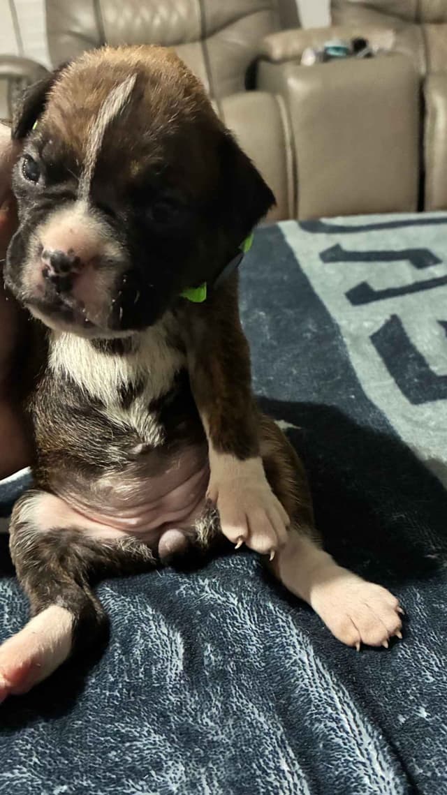Boxer Puppies media 21