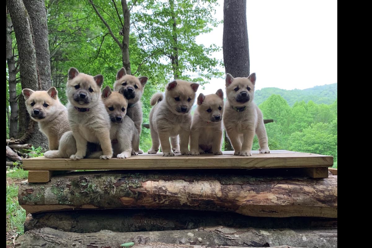 West Highland White Terrier Puppies breeder image 1