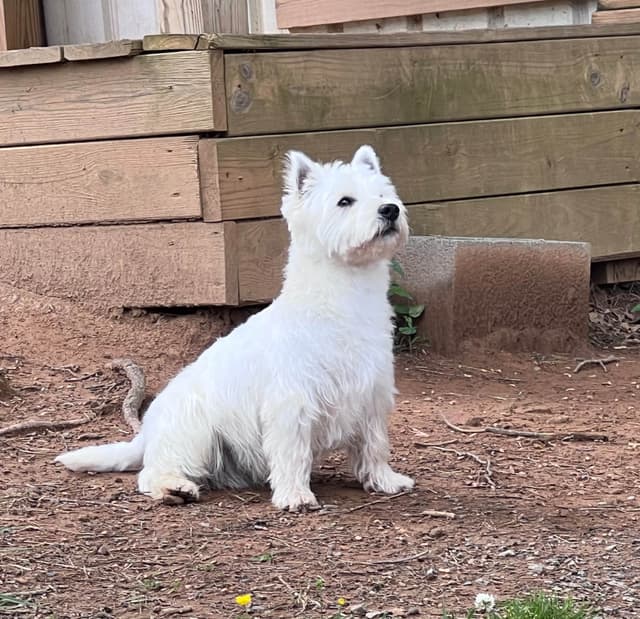 West Highland White Terrier Puppies media 2