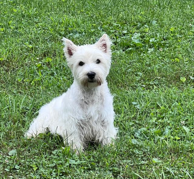 West Highland White Terrier Puppies media 3