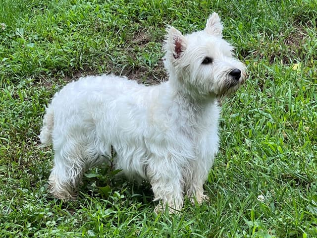 West Highland White Terrier Puppies media 4