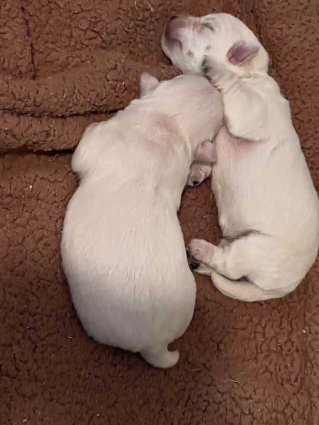 West Highland White Terrier Puppies media 6