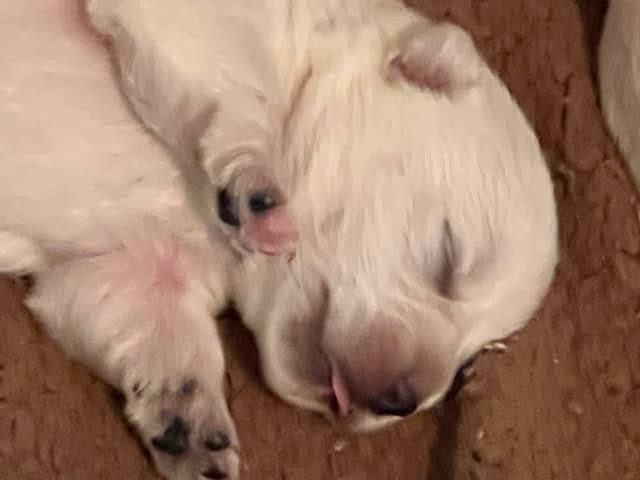 West Highland White Terrier Puppies media 7