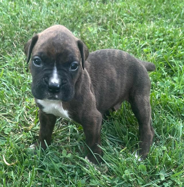Boxer Puppies media 2