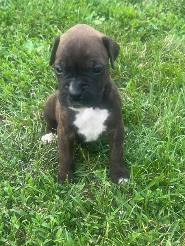 Boxer Puppies media 3