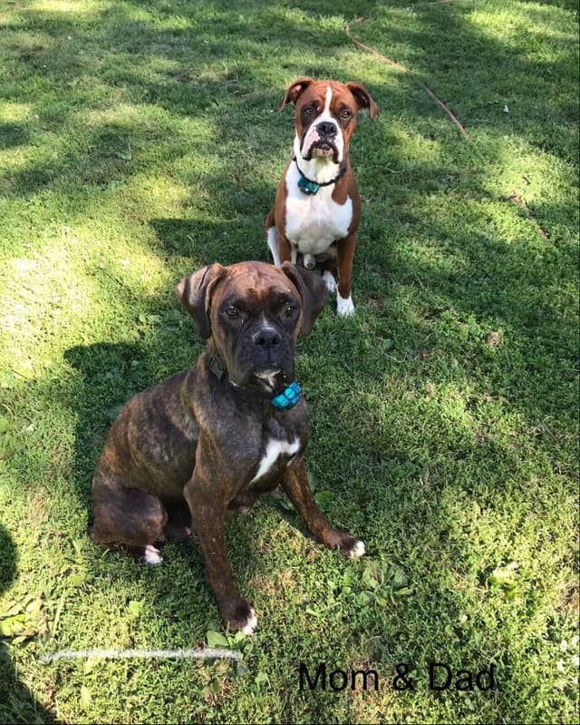 Boxer Puppies media 5
