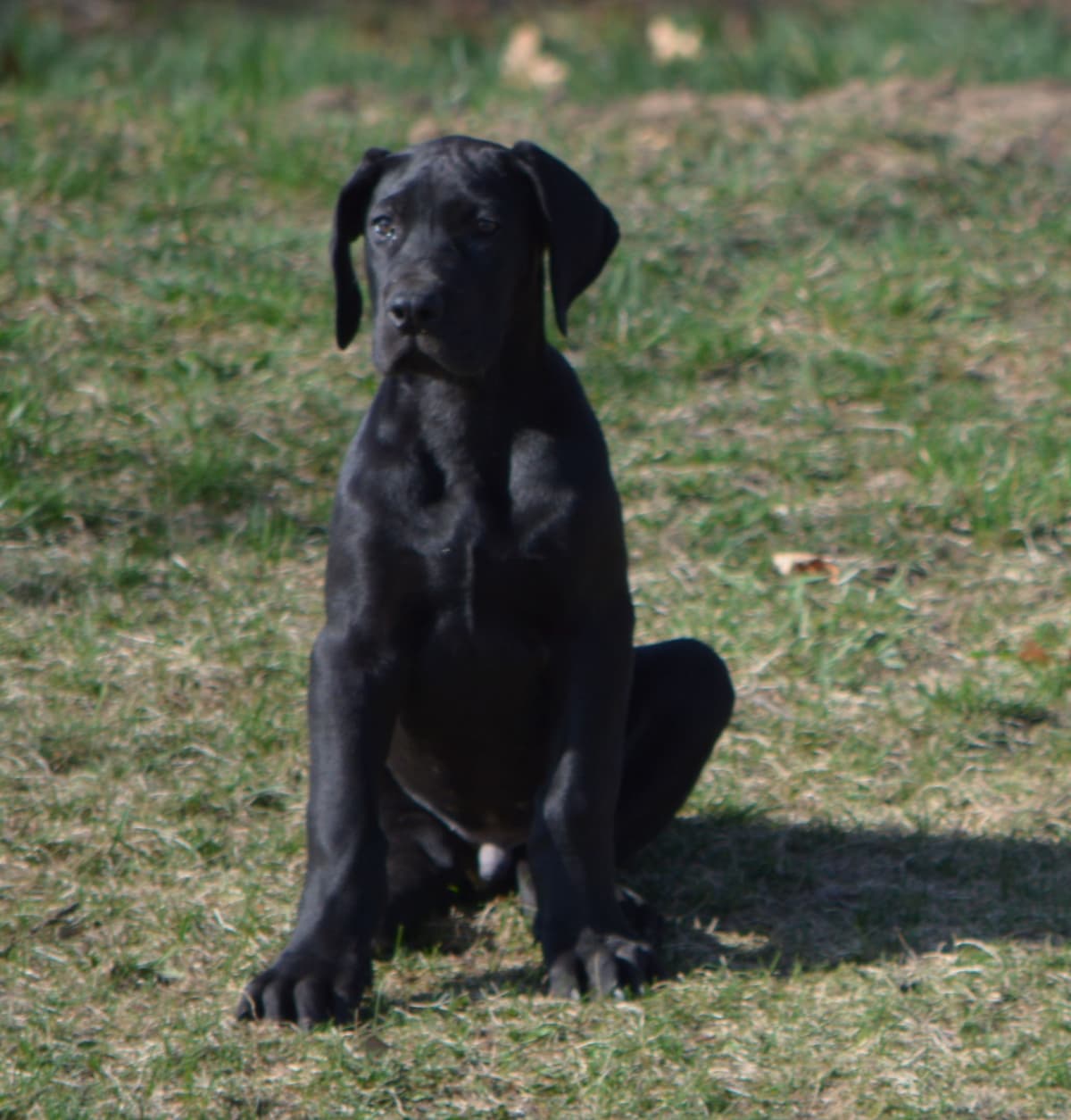 Great Dane Puppies breeder image 3