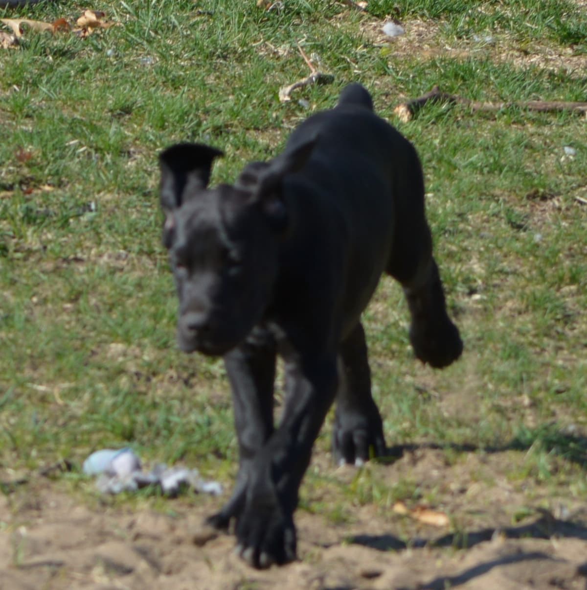 Great Dane Puppies breeder image 7