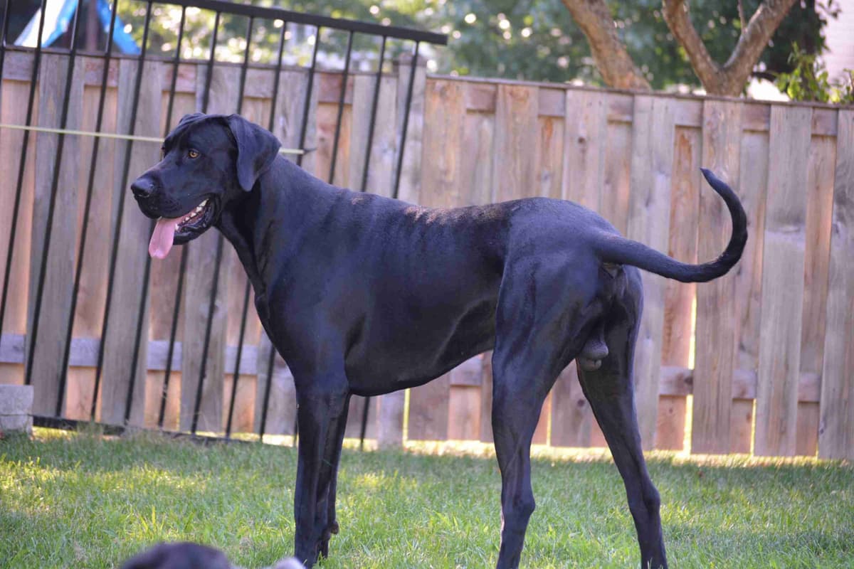 Great Dane Puppies breeder image 4