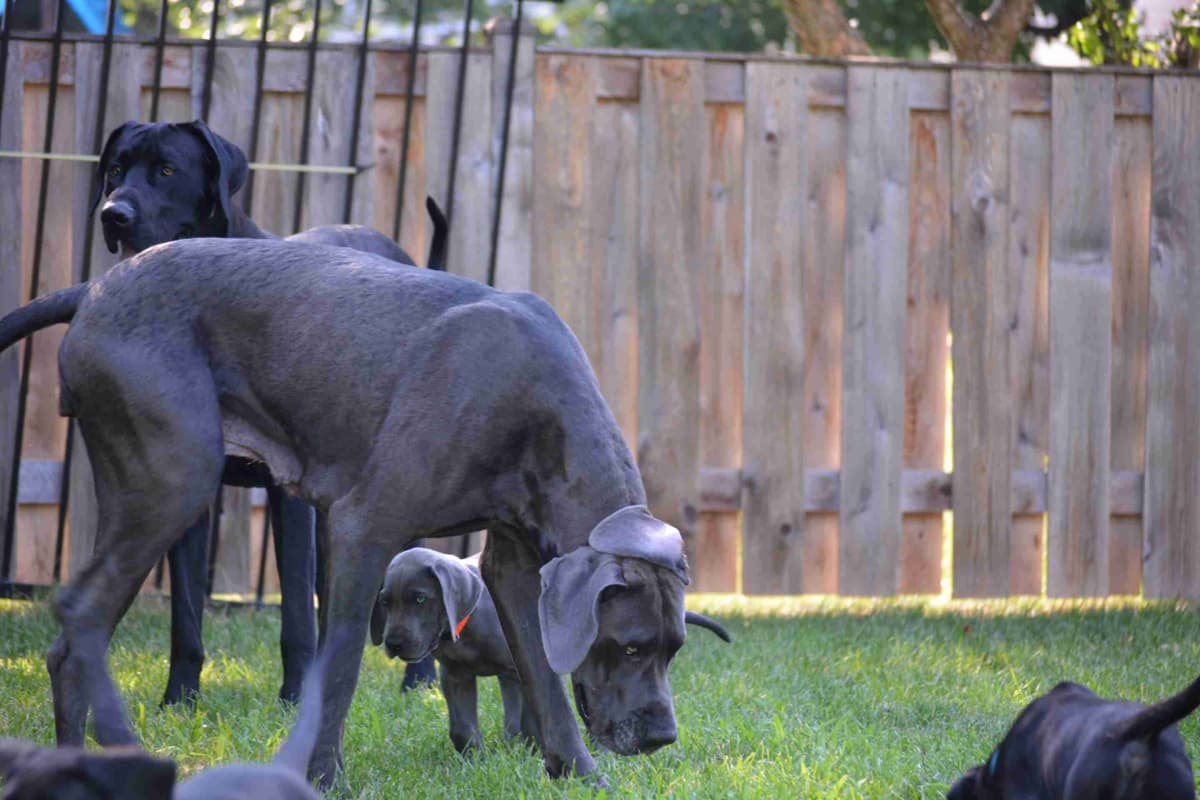 Great Dane Puppies breeder image 8
