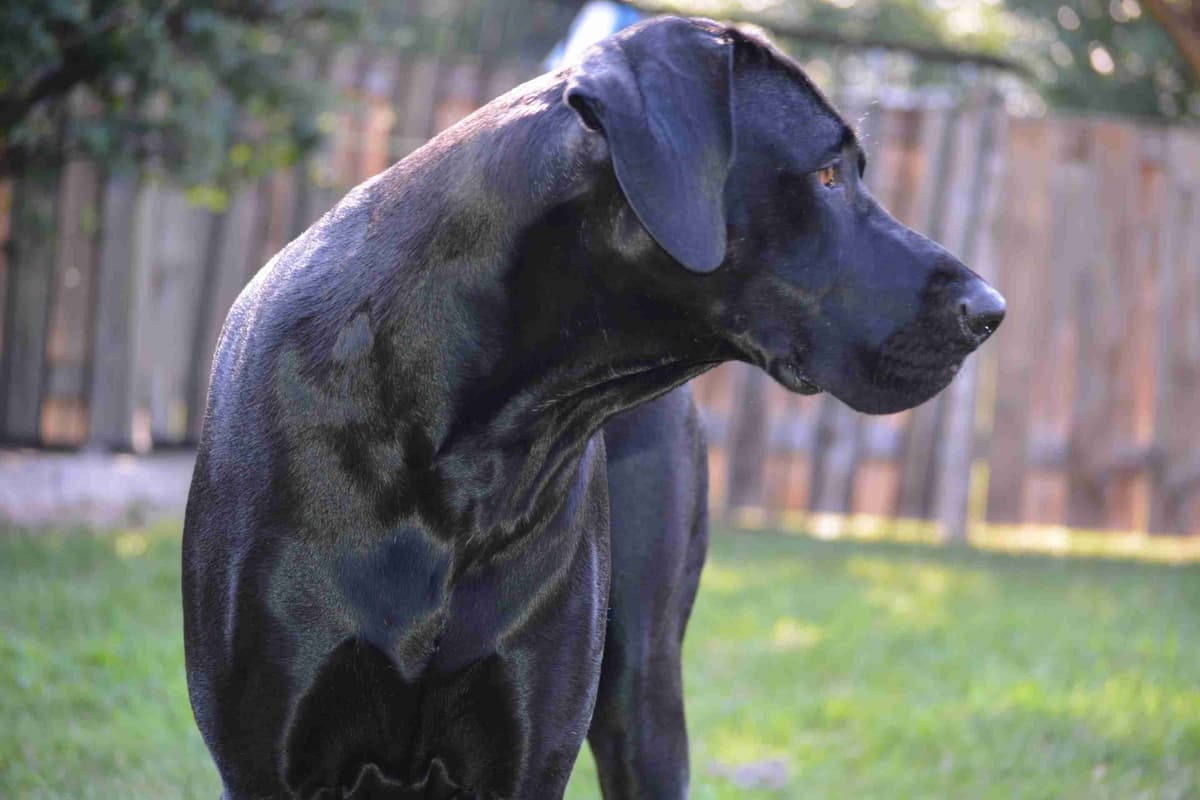 Great Dane Puppies breeder image 1