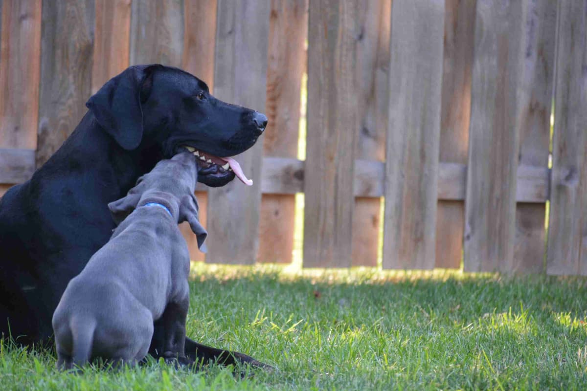 Great Dane Puppies breeder image 5