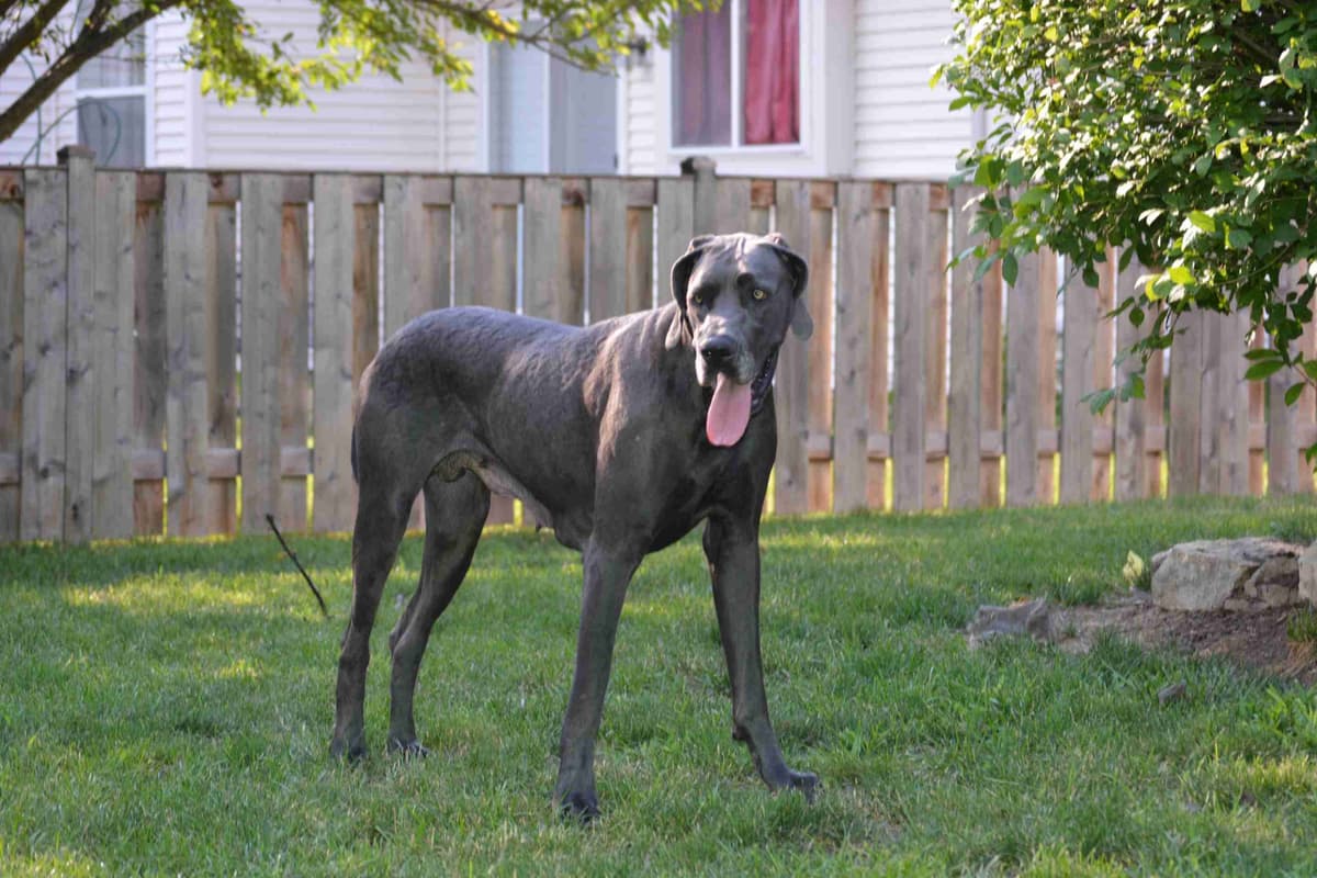 Great Dane Puppies breeder image 10