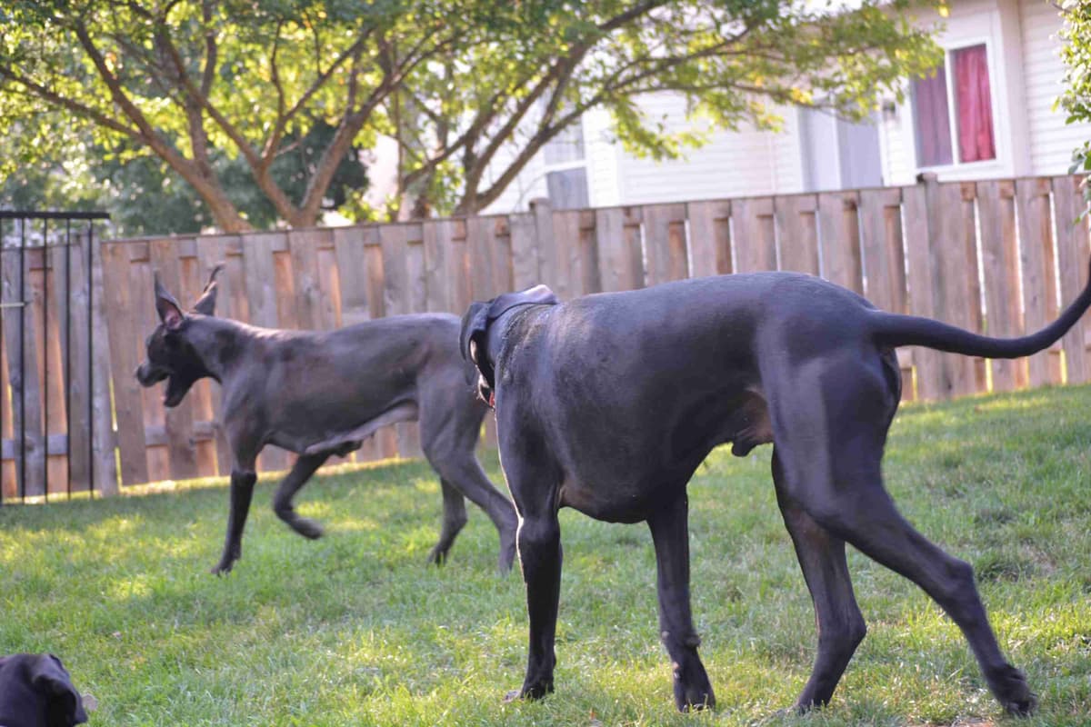 Great Dane Puppies breeder image 11