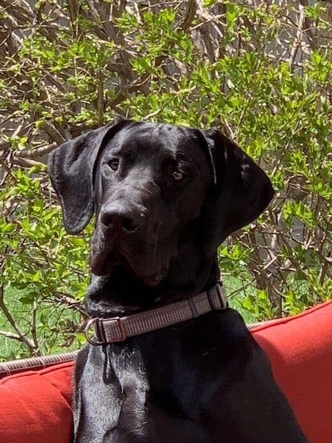 Great Dane Puppies breeder image 12