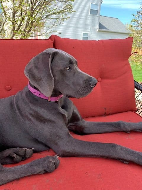 Great Dane Puppies breeder image 2