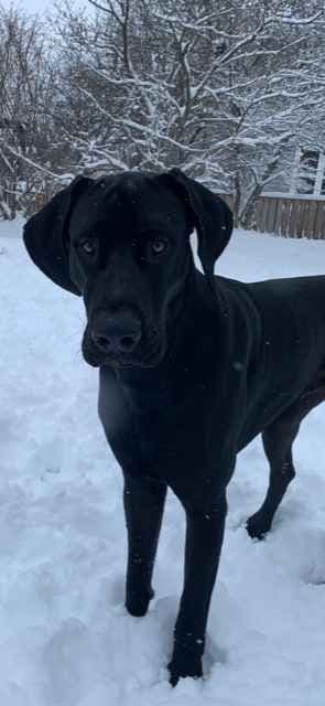 Great Dane Puppies breeder image 13