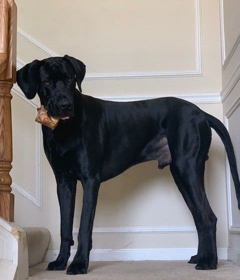 Great Dane Puppies breeder image 14