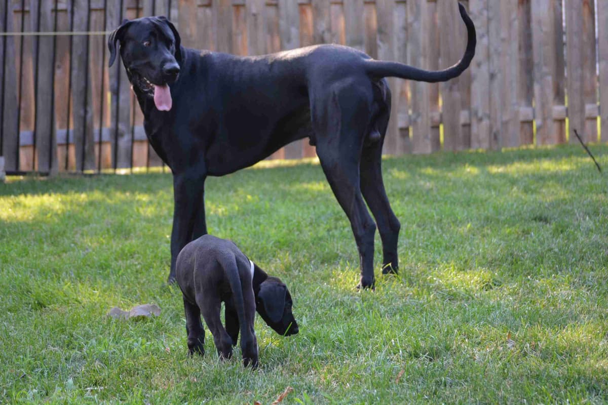 Great Dane Puppies breeder image 15