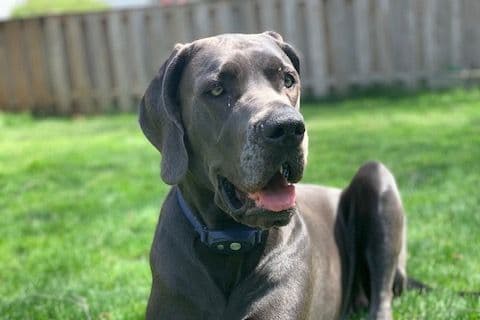 Great Dane Puppies breeder image 17