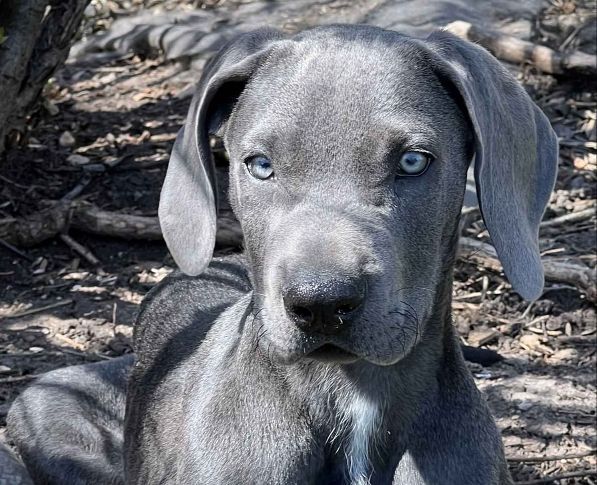 Great Dane Puppies breeder image 18