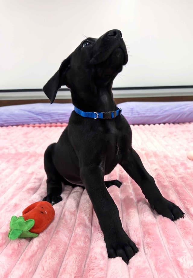Great Dane Puppies media 2