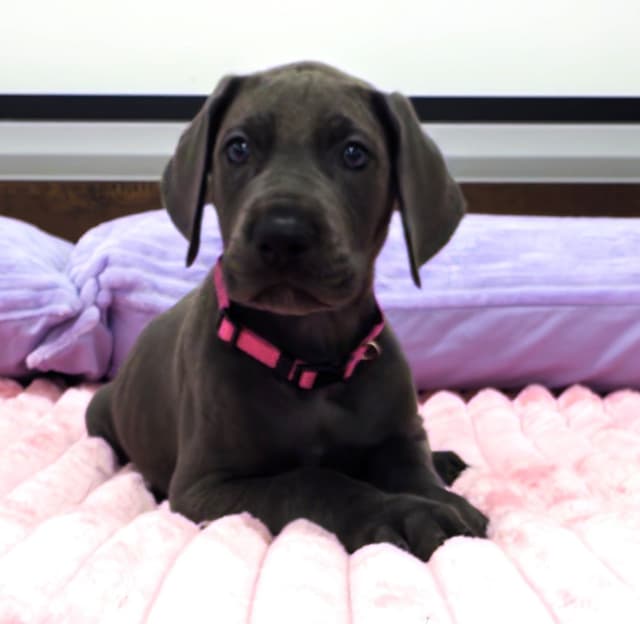 Great Dane Puppies media 3