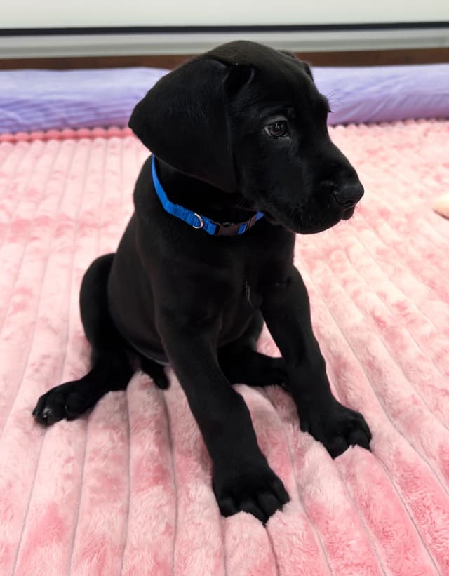 Great Dane Puppies media 4
