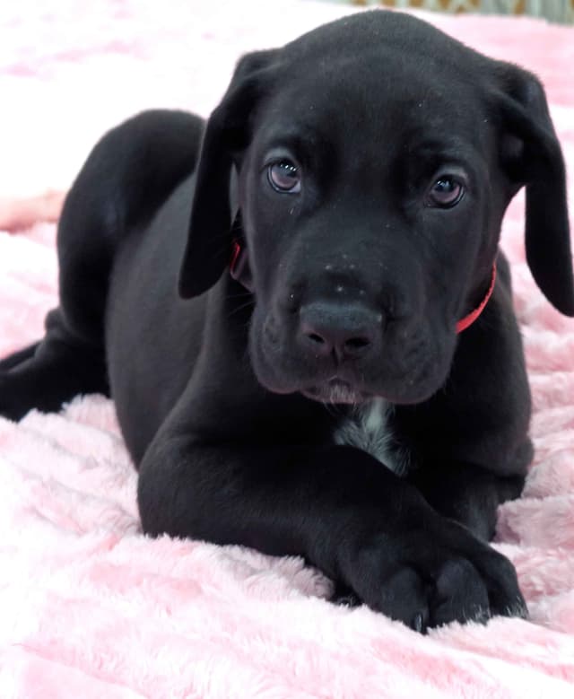 Great Dane Puppies media 6