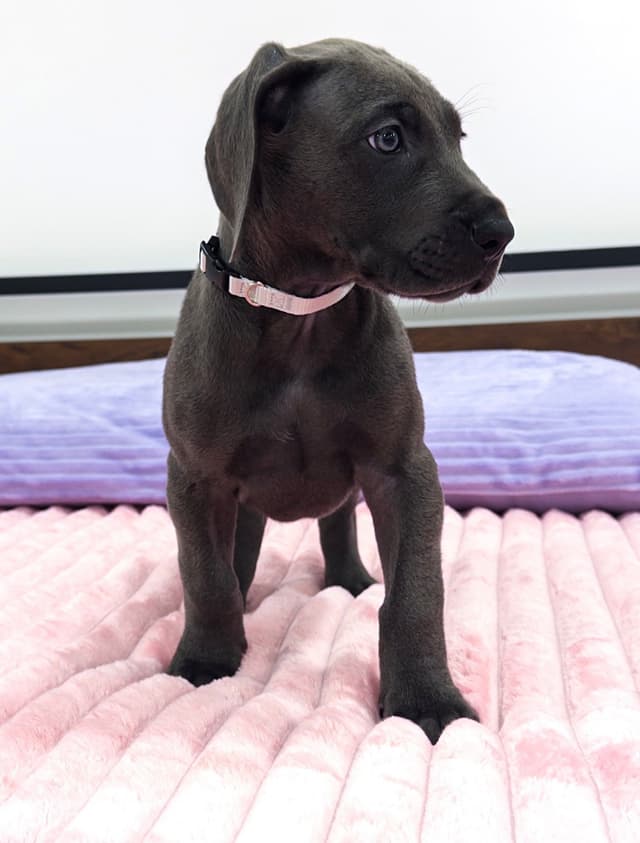 Great Dane Puppies media 5