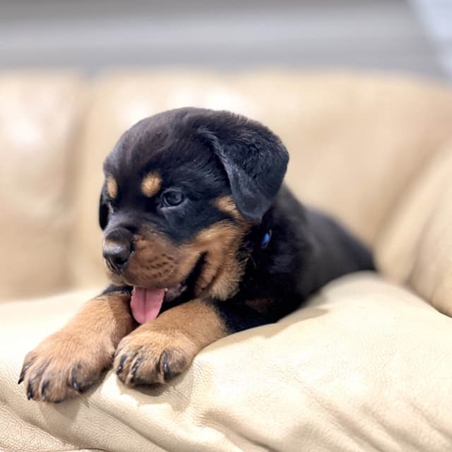 Rottweiler Puppies media 2