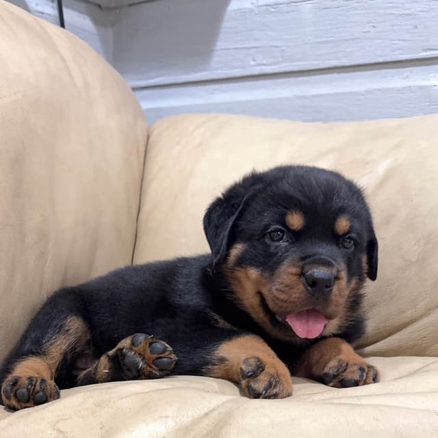 Rottweiler Puppies media 3