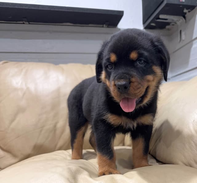Rottweiler Puppies media 4