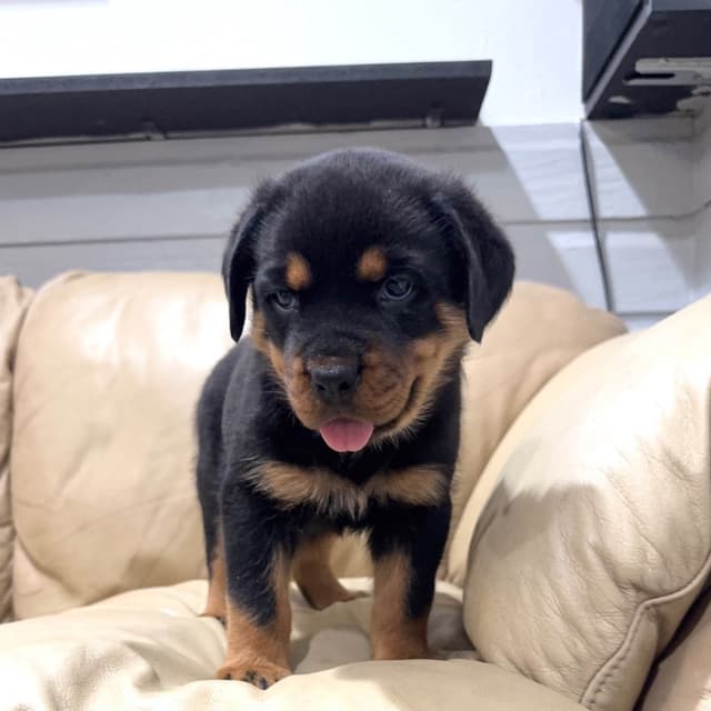 Rottweiler Puppies media 5