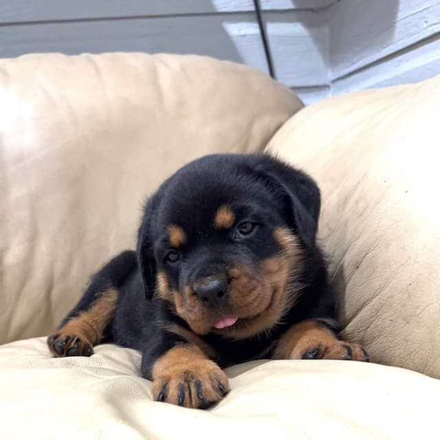 Rottweiler Puppies media 8