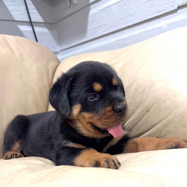 Rottweiler Puppies media 6