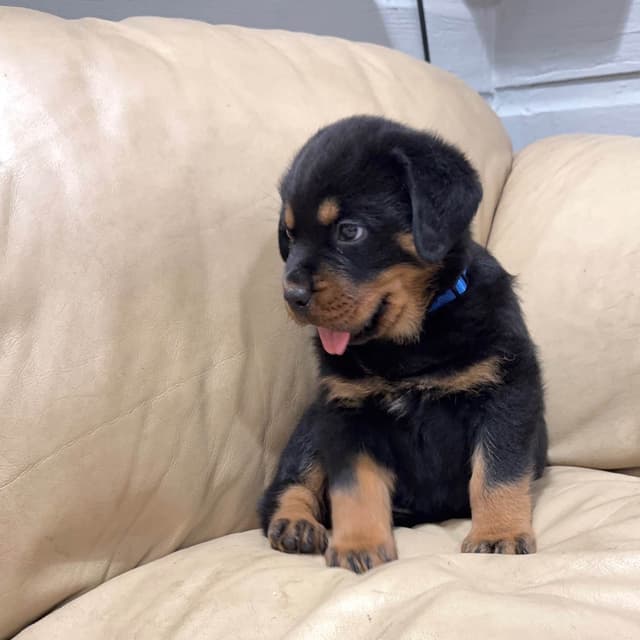 Rottweiler Puppies media 7