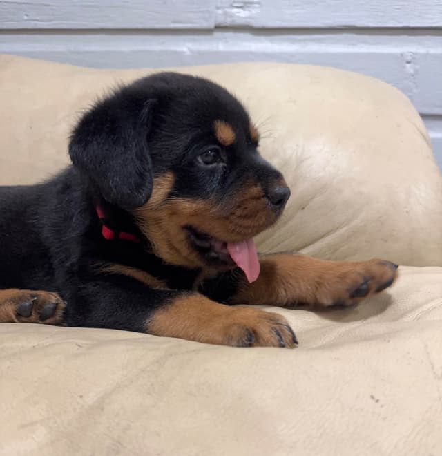 Rottweiler Puppies media 9