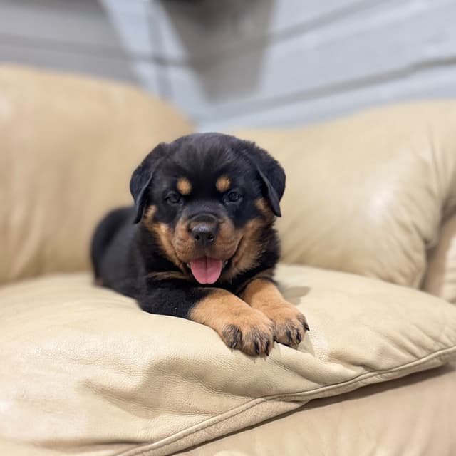 Rottweiler Puppies media 10