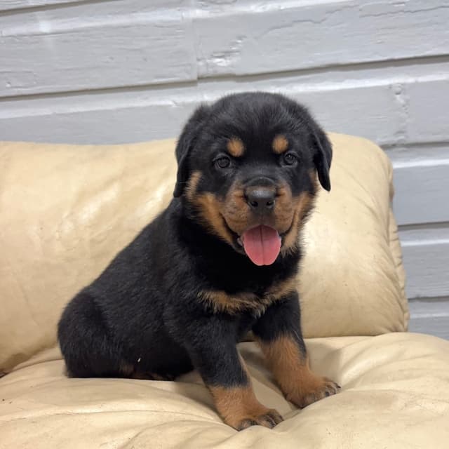 Rottweiler Puppies media 11
