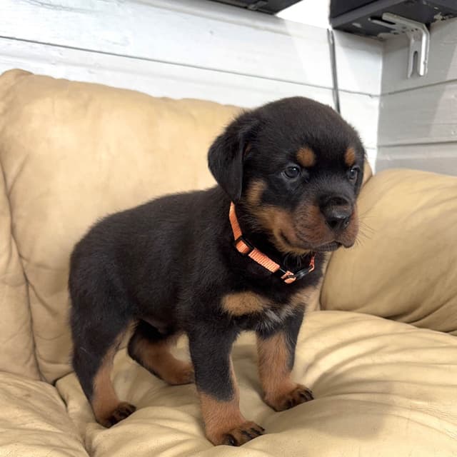 Rottweiler Puppies media 12