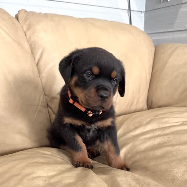 Rottweiler Puppies media 13