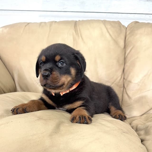 Rottweiler Puppies media 14