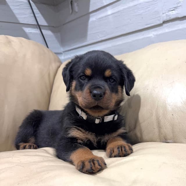 Rottweiler Puppies media 16