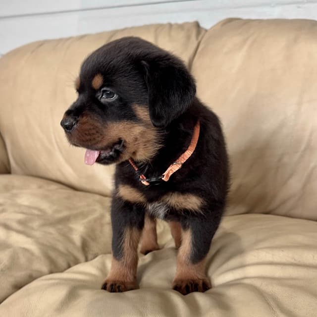 Rottweiler Puppies media 18