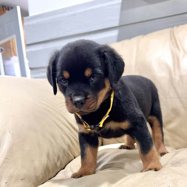Rottweiler Puppies media 19
