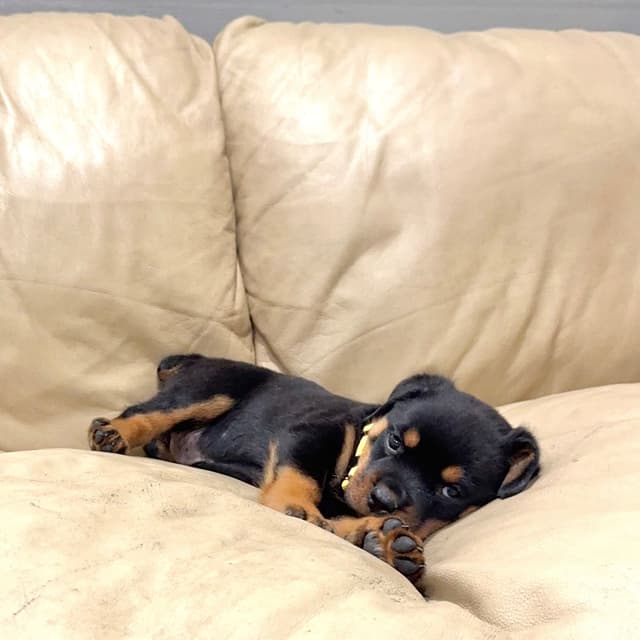 Rottweiler Puppies media 20