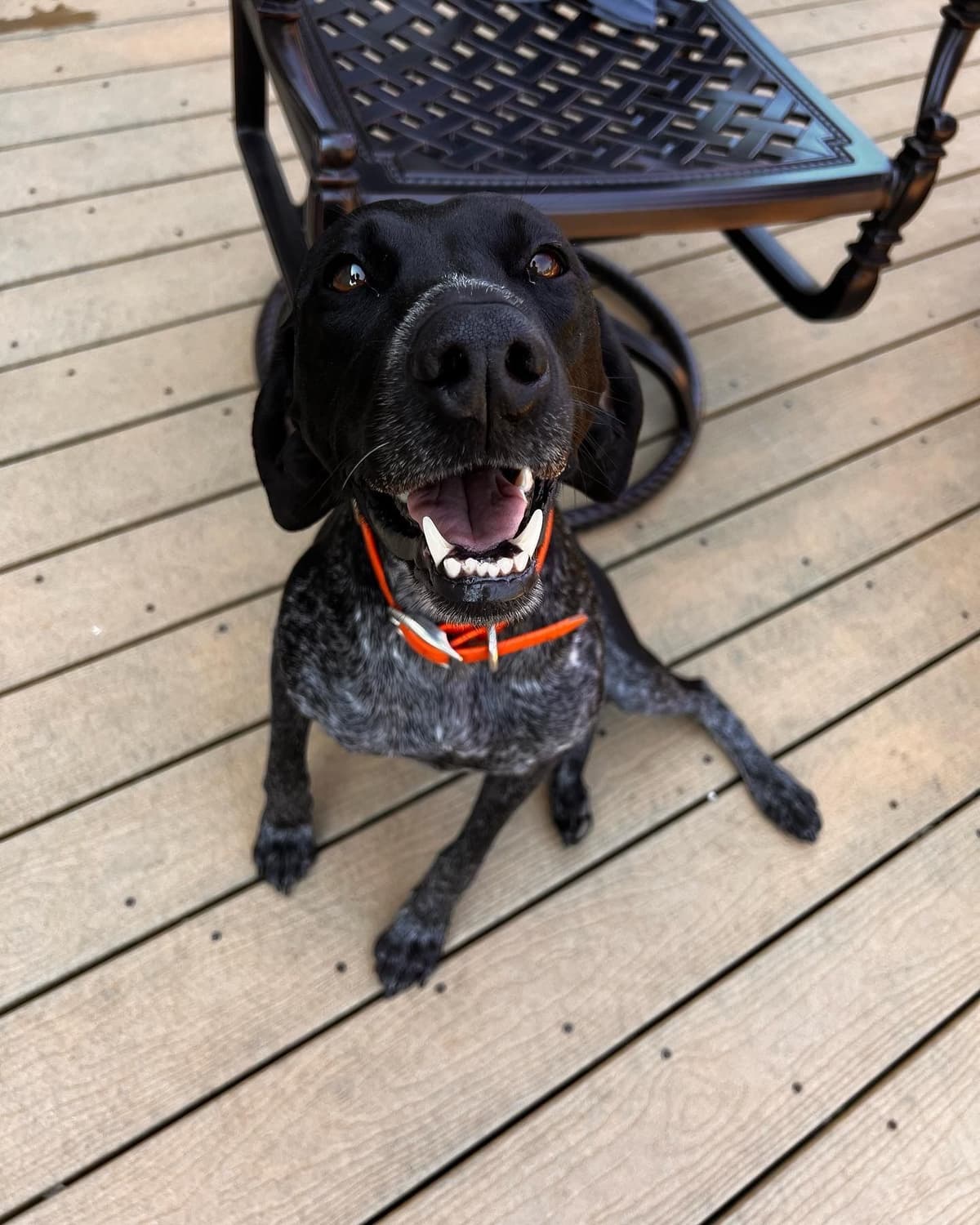 German Shorthaired Pointer Puppies breeder image 1