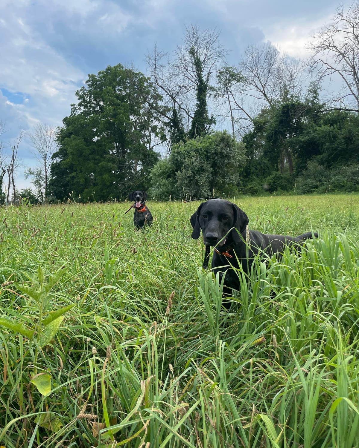 German Shorthaired Pointer Puppies breeder image 2