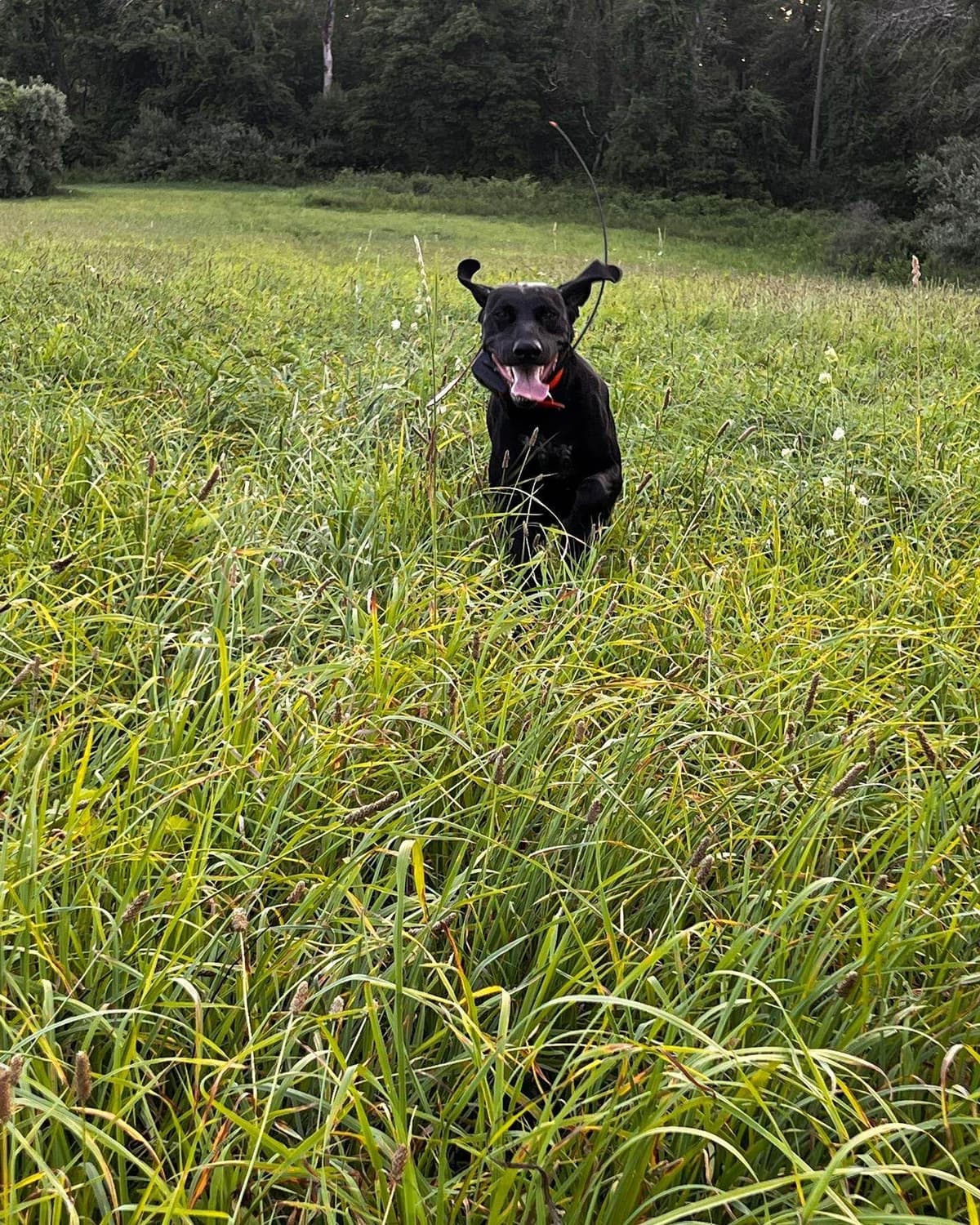 German Shorthaired Pointer Puppies breeder image 3